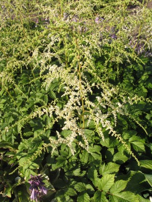 Bild von Astilbe x-thunbergii Van der Wielen