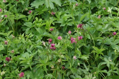 Bild von Astrantia major