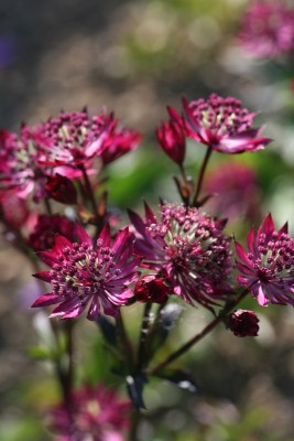 Bild von Astrantia major Claret