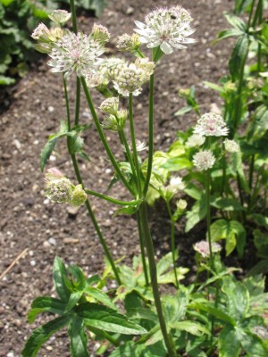 Bild von Astrantia major Sunningdale-Var.