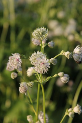 Bild von Astrantia maxima