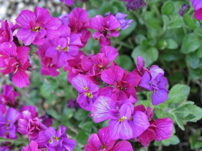 Bild von Aubrieta x-cult. Barker