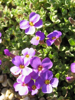 Bild von Aubrieta x-cult. Blaumeise