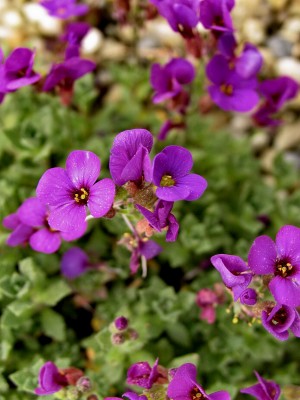 Bild von Aubrieta x-cult. Hamburger Stadtpark