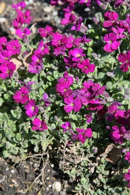 Bild von Aubrieta x-cult. Red Carpet
