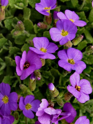 Bild von Aubrieta x cult., violett