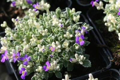 Bild von Aubrieta x-cult. Silberrand