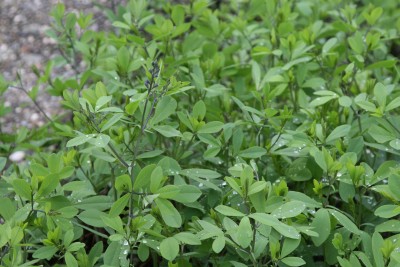 Bild von Baptisia x-cult. Purple Smoke