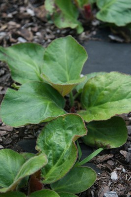 Bild von Bergenia ciliata Dumbo