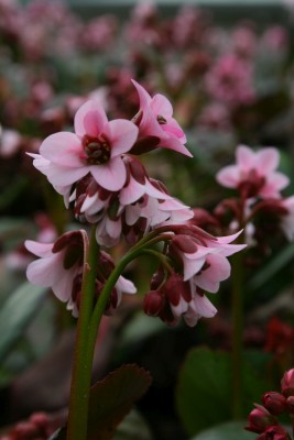 Bild von Bergenia cord. Pink-Dragonfly