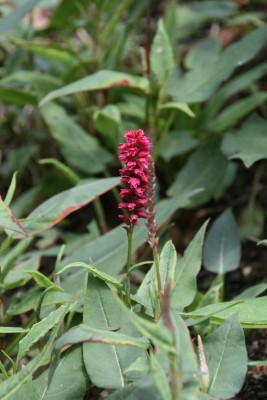 Bild von Persicaria amplexicaulis Inverleith