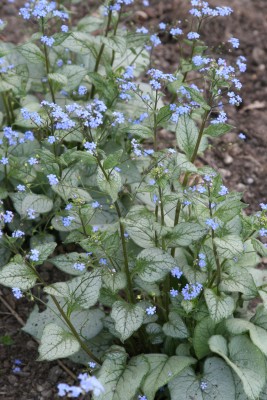 Bild von Brunnera macrophylla Looking Glass