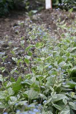 Bild von Brunnera macrophylla Silver Wings