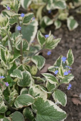 Bild von Brunnera macrophylla Variegata