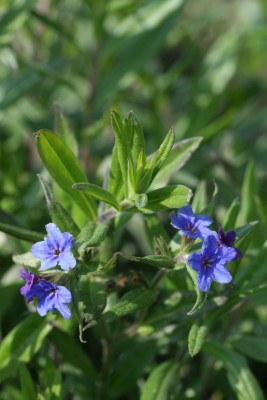 Bild von Buglossoides purpurocaerulea