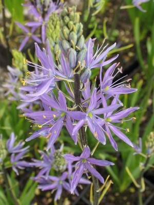 Bild von Camassia leichtlinii Alba