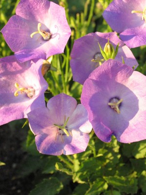 Bild von Campanula carpatica Karpatenkrone