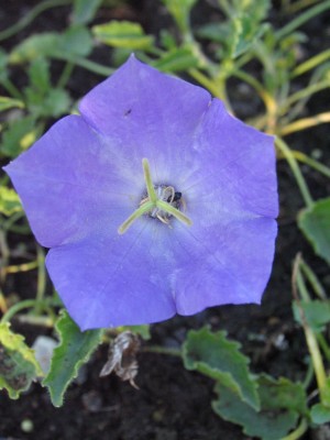Bild von Campanula carpatica var.turbinata Karl Foerster