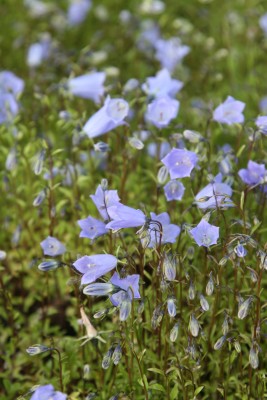 Bild von Campanula cochleariifolia pusilla
