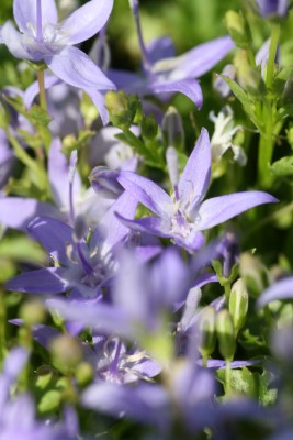 Bild von Campanula garganica