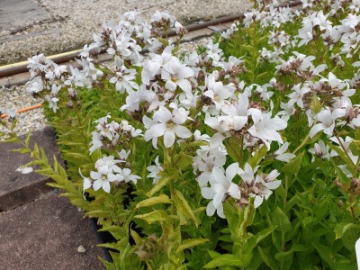 Bild von Campanula lactiflora Alba