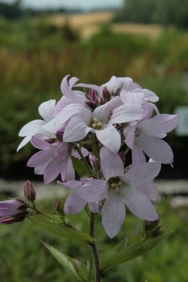 Bild von Campanula lactiflora Loddon Anne