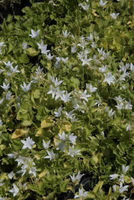 Bild von Campanula poscharskyana E.H.Frost
