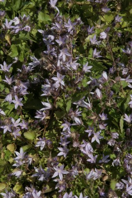 Bild von Campanula poscharskyana Lilacina