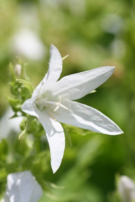 Bild von Campanula poscharskyana Silberregen