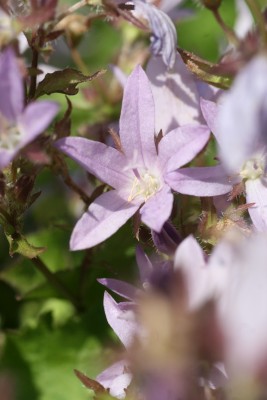 Bild von Campanula poscharskyana Lisduggan