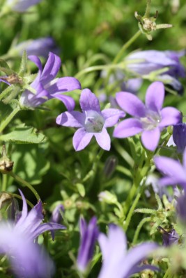 Bild von Campanula poscharskyana Stella