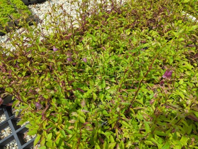 Bild von Campanula punctata