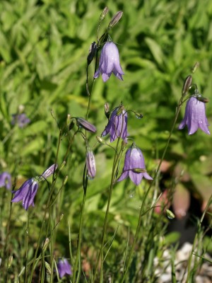 Bild von Campanula rotundifolia
