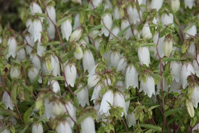 Bild von Campanula takesimana Alba