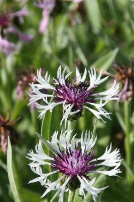 Bild von Centaurea montana Amethyst in Snow