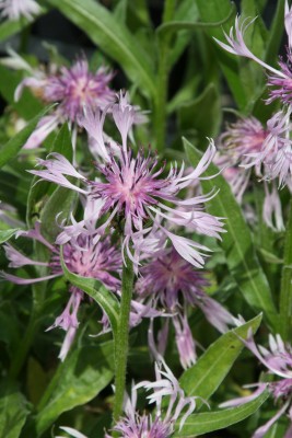 Bild von Centaurea montana Rosea
