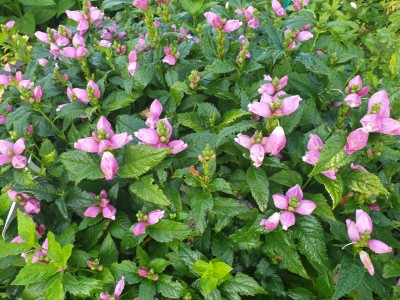 Bild von Chelone obliqua
