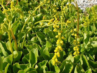 Bild von Chiastophyllum oppositifolium