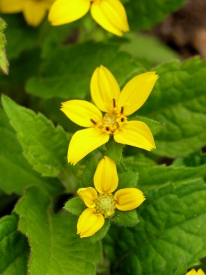 Bild von Chrysogonum virginianum