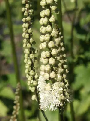 Bild von Actaea cordifolia
