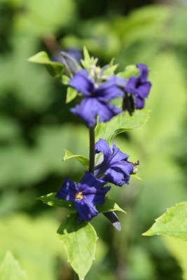 Bild von Clematis x-bonstetii Crepuscule