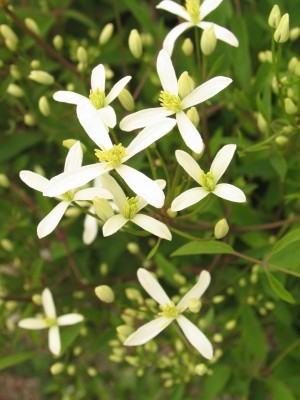 Bild von Clematis recta
