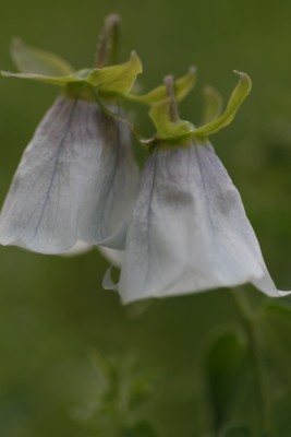 Bild von Codonopsis clematidea