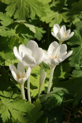 Bild von Colchicum autumnale Album