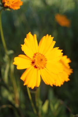 Bild von Coreopsis grandiflora Badengold