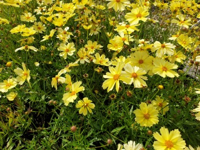 Bild von Coreopsis x-cultorum Full-Moon