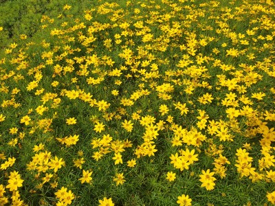 Bild von Coreopsis verticillata Zagreb