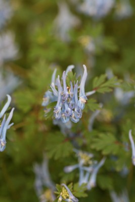 Bild von Corydalis flexuosa Pere David
