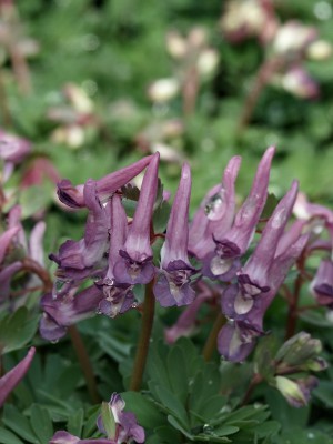 Bild von Corydalis solida