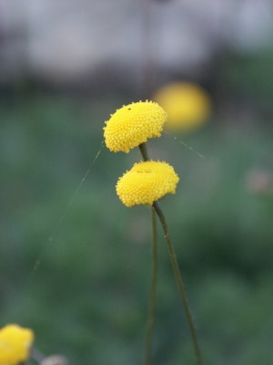 Bild von Leptinella hispida
